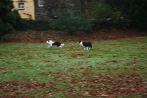 Border Collies at Play in Grasmere